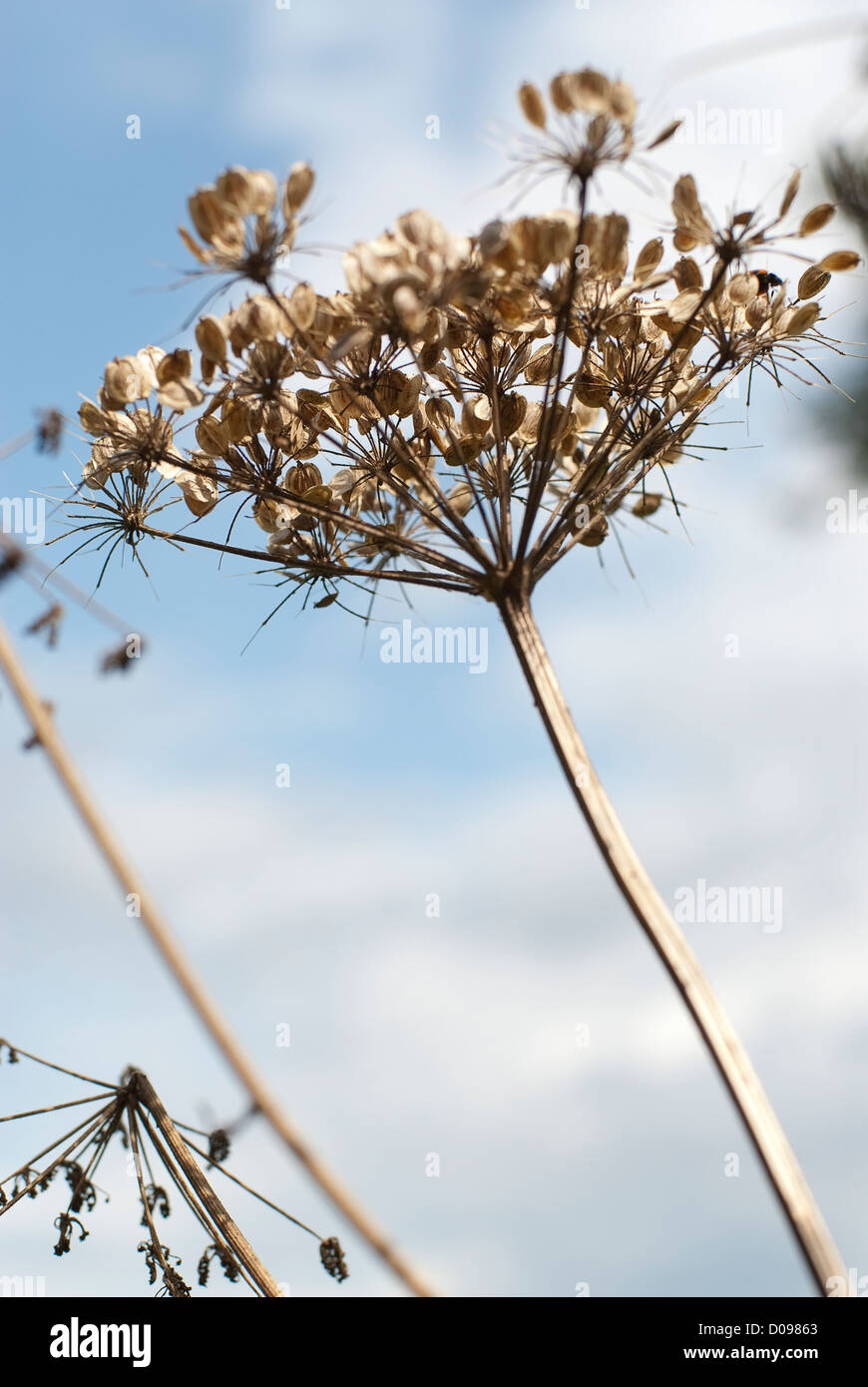 Nahaufnahme der Kuh Petersilie, Pflanze, vor blauem Himmel, schwarz und weiß, Kreuz, verarbeitet, Anlage hautnah Stockfoto