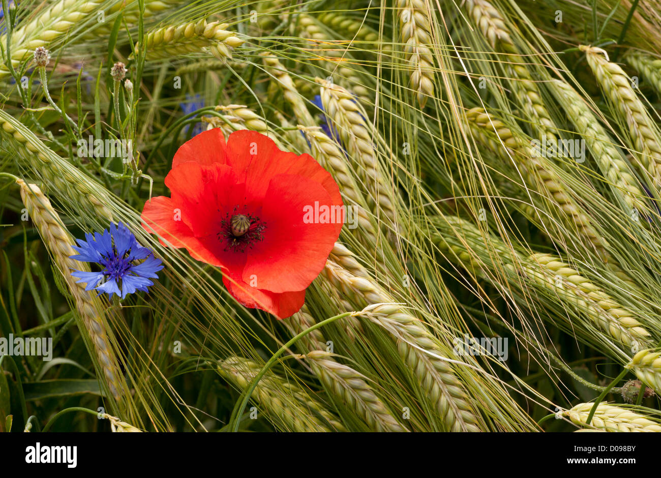 Feld, Mohn (Papaver Rhoeas) und Kornblumen (Centaurea Cyanus) im ...
