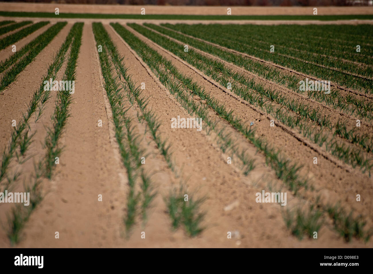 Eine Zwiebel Anbau in einem Feld angebaut. Stockfoto