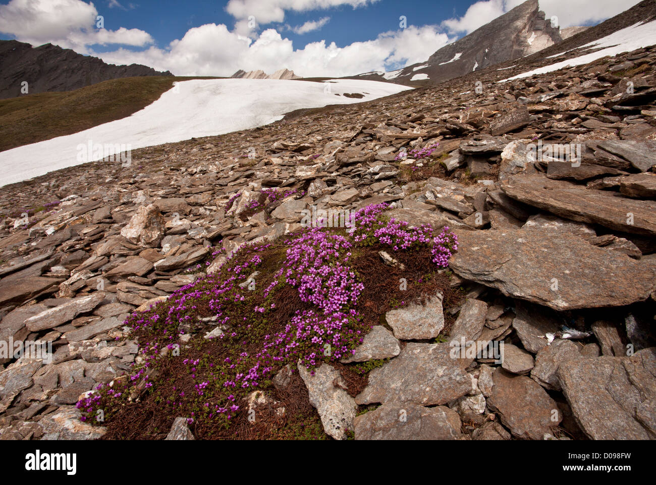 Lila Steinbrech (Saxifraga Oppositifolia) in Massen auf den Col Agnel, Queyras, Frankreich, Europa Stockfoto