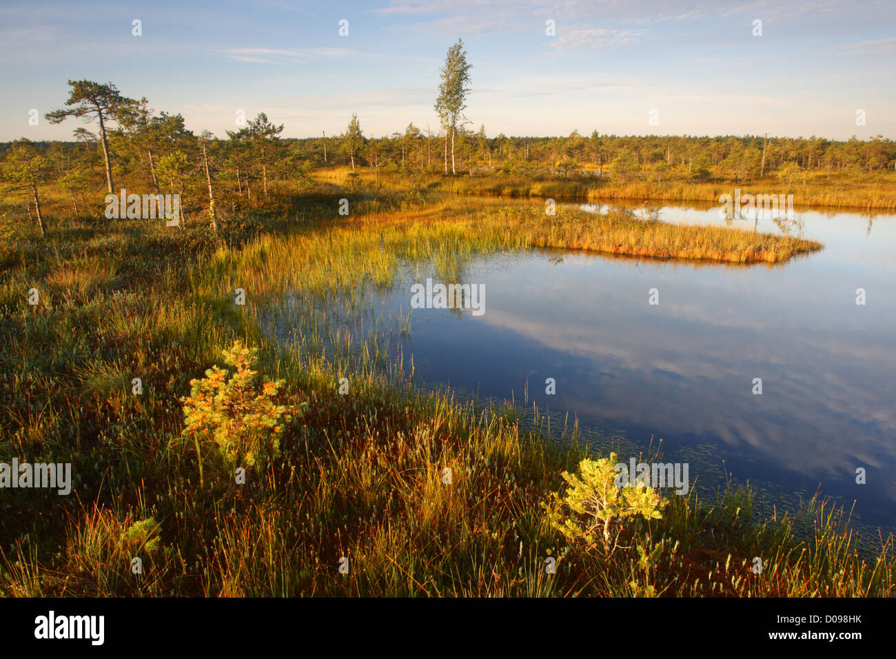 Moor-Pool im Männikjärve Moor, Naturschutzgebiet Endla, Estland Stockfoto