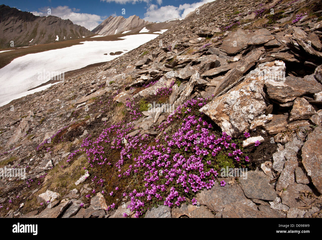 Lila Steinbrech (Saxifraga Oppositifolia) in Massen auf den Col Agnel, Queyras, Frankreich, Europa Stockfoto