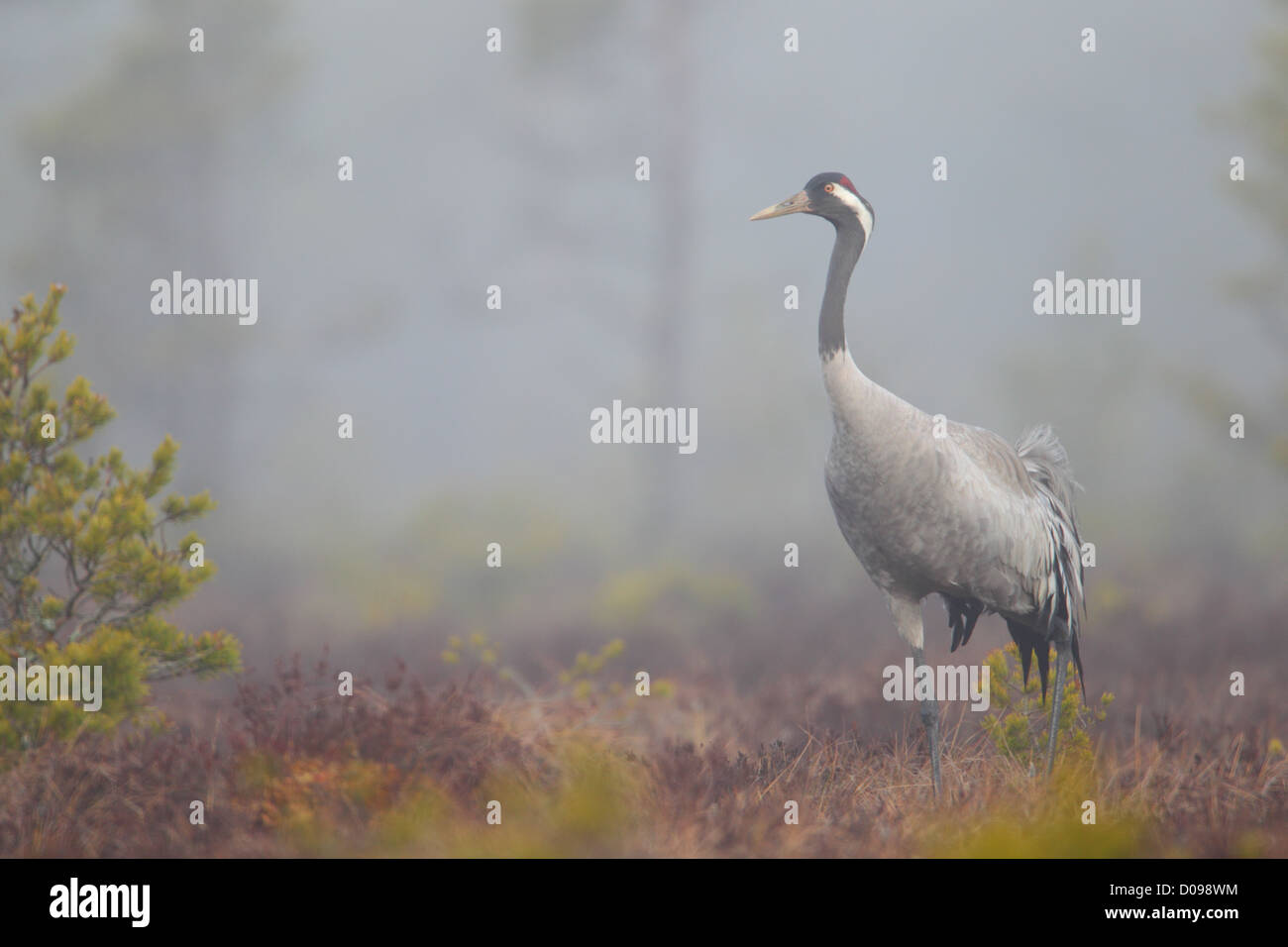 Kraniche (Grus Grus) im Moor. Europa Stockfoto Kraniche (Grus Grus) im Moor. Europa Stockfoto