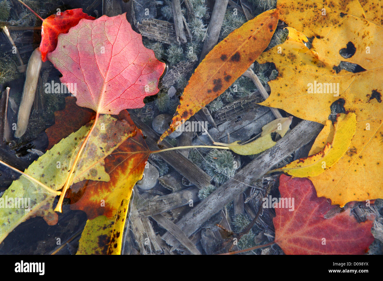 Herbstliche Blätter in Wasser, Boden des Sees auf Hintergrund. Europa Stockfoto