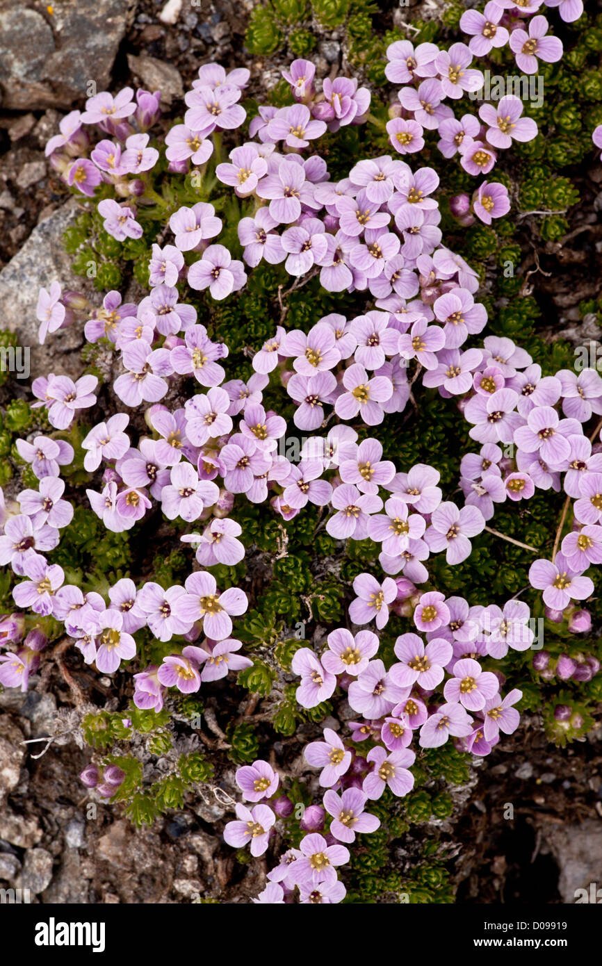 Pyrenäen Whitlow-Grass Petrocallis Pyrenaica in Blüte auf 2400m auf der Col Agnel, Französische Alpen. Stockfoto