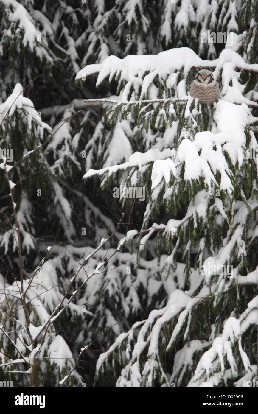 Wilden nördlichen Sperbereule thront über Schnee bedeckte Tanne. Europa Stockfoto