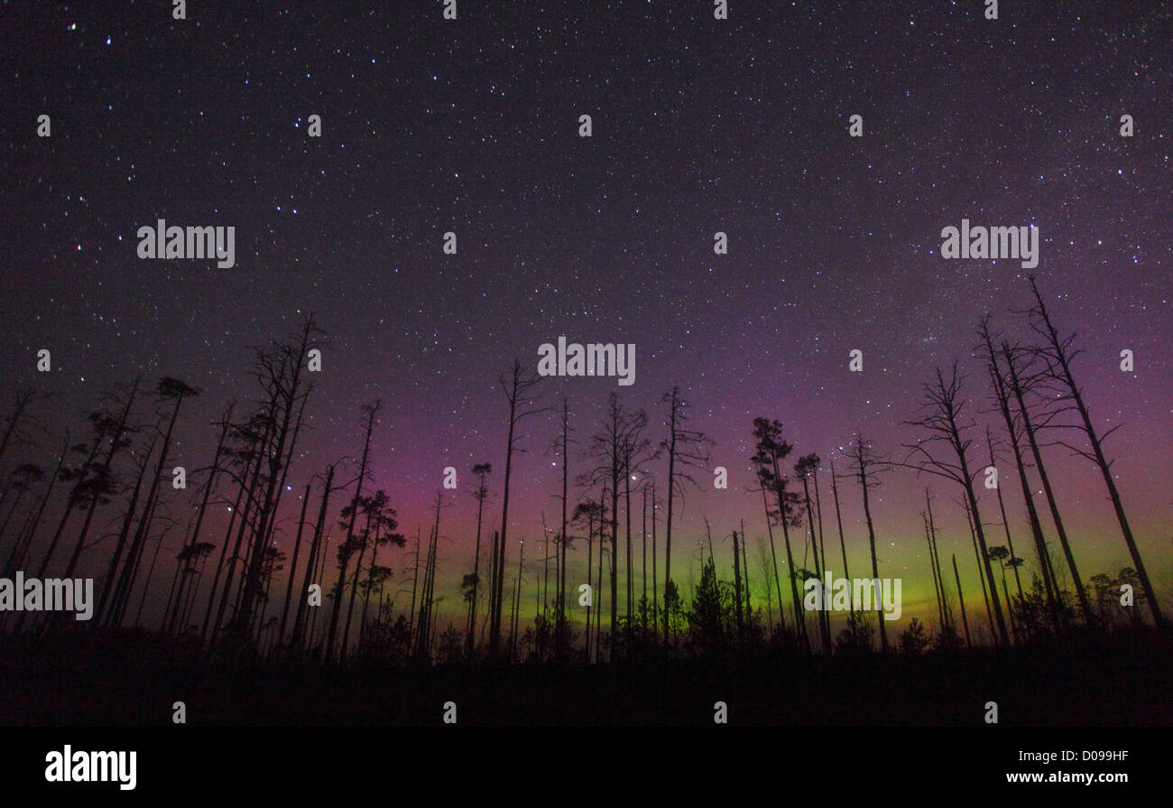 Nacht im Moor mit Bäumen und Nordlichter (Aurora Borealis) am Himmel. Estland, Europa, 14. April 2012. Stockfoto
