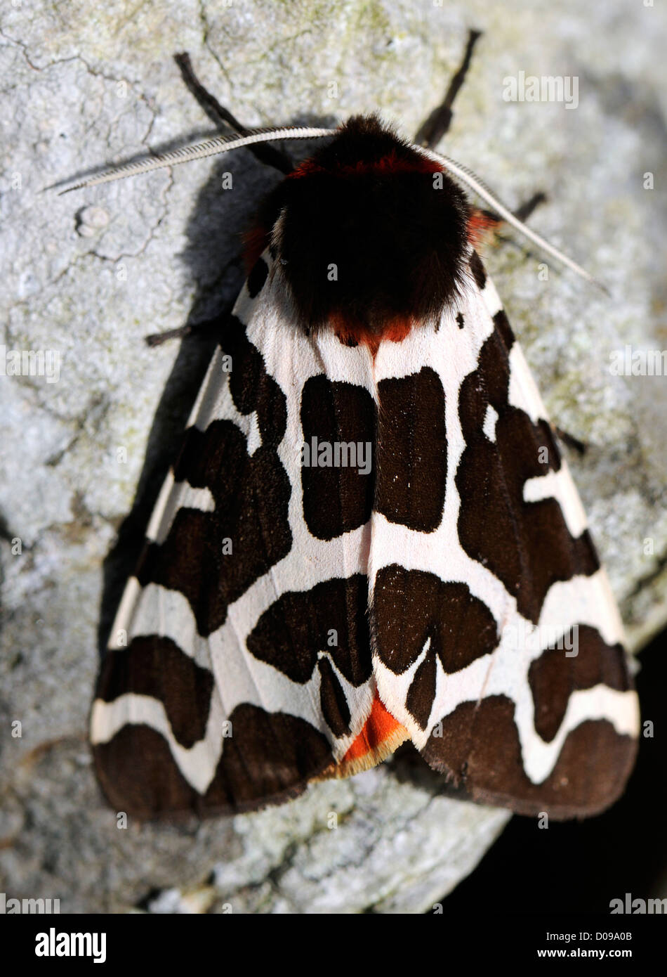Garten Tiger Moth (Arctia Caja). Den schwarzen braunen Vordergrund Flügel mit den orangen Hinterflügel peeping durch gesehen werden können.  Orkney Stockfoto