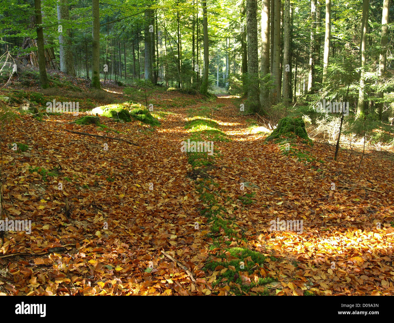 herbstliche Holz mit Blätter auf dem Boden / Herbstwald Mit Feierstimmung am Boden Stockfoto