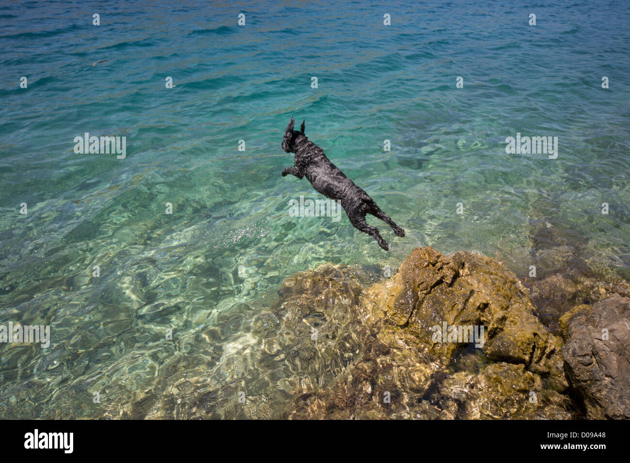 Schwarze Cocker Spaniel springt ins Meer Hvar Crioatia Stockfoto