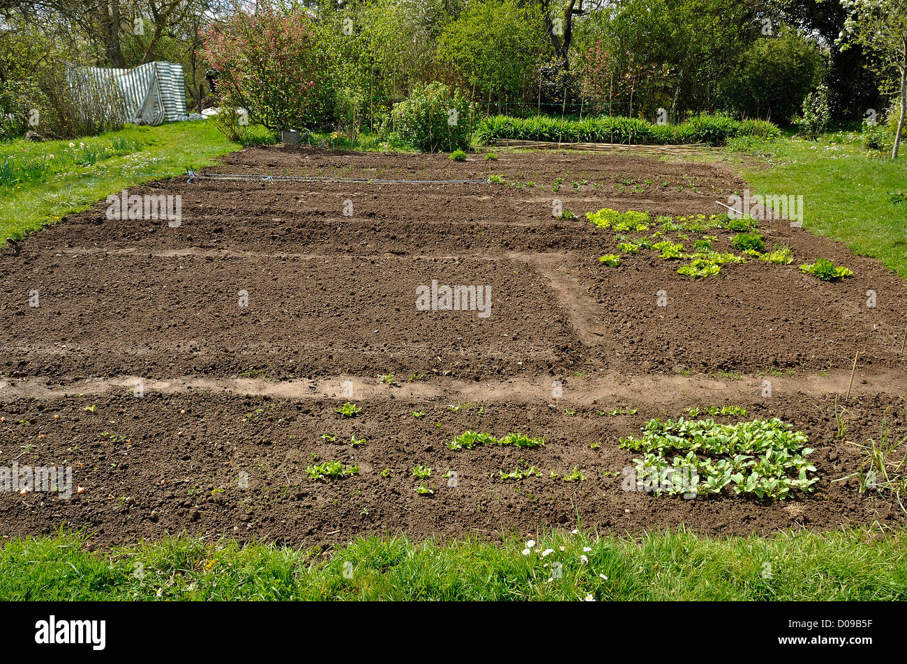Terre du jardin potager bechee et ratissee Fotos und Bildmaterial in