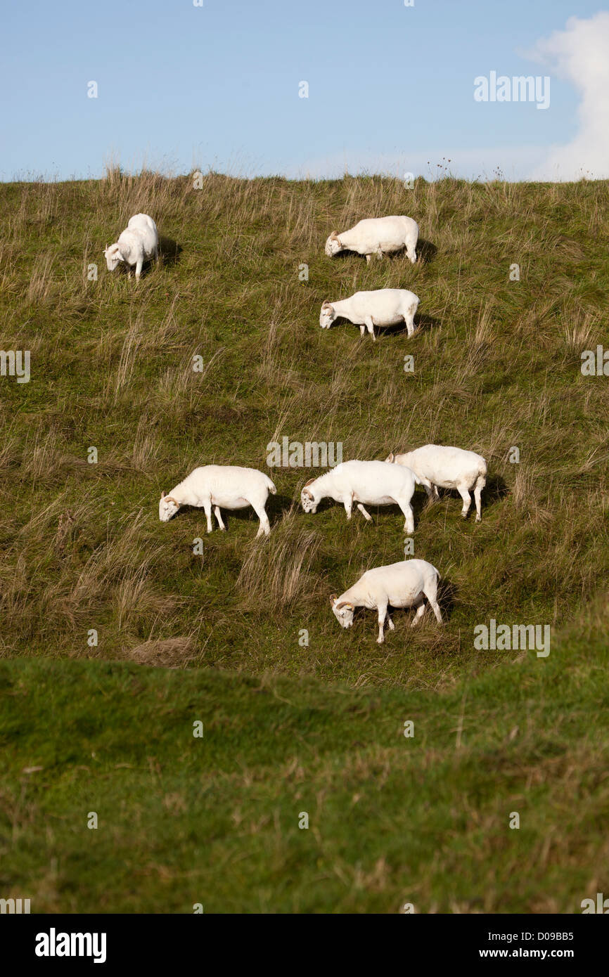 Schafe im Bereich Fütterung auf Rasen Stockfoto