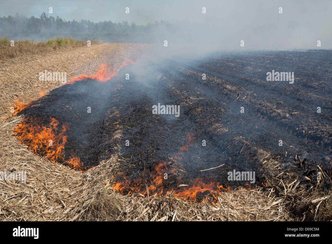 Franklin, Louisiana - Zuckerrohr-Felder verbrannt während der Erntezeit im südlichen Louisiana. Stockfoto