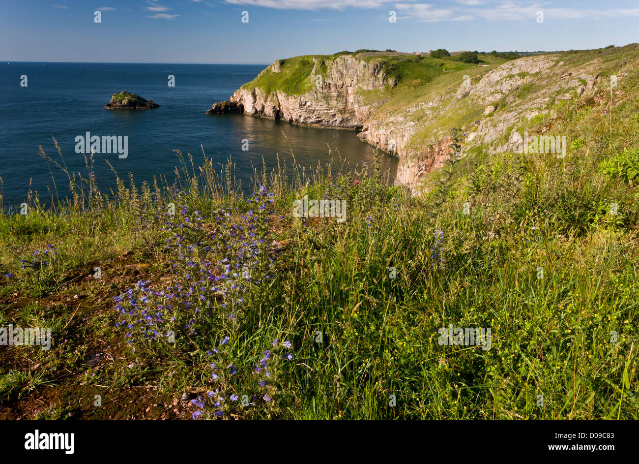 Klippen am südwestlichen Ende des Berry Kopf NNR Torbay, Devon, mit Viper's Bugloss und andere Blumen. Stockfoto