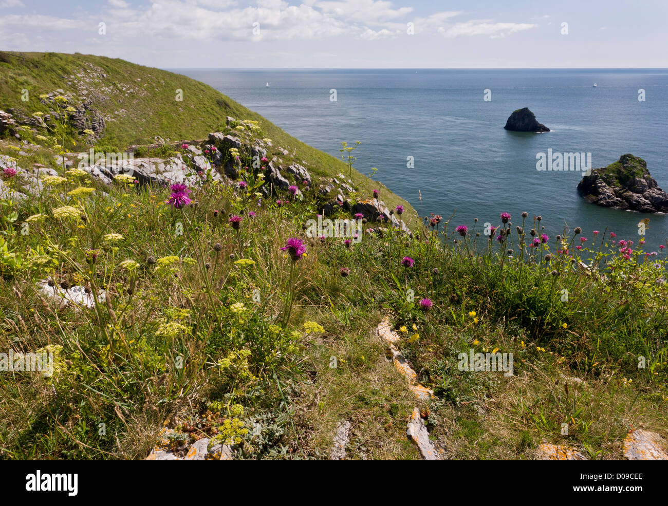 Größere Flockenblume und eingebürgerten Petersilie auf den Klippen am südwestlichen Ende des Berry Kopf NNR, Torbay, Devon, England, UK Stockfoto