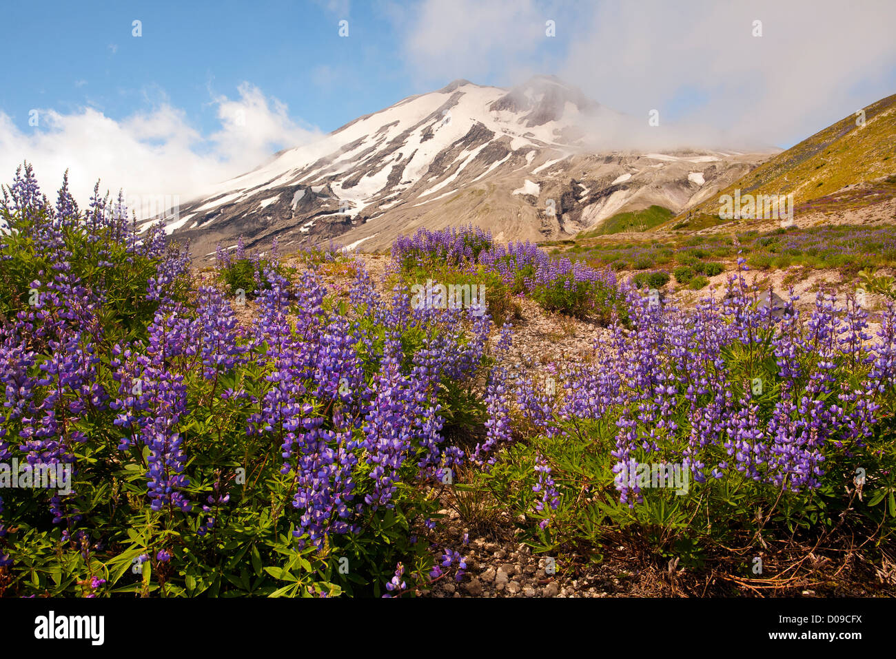 Lupine bedeckten Wiese entlang des Loowit Weges am nördlichen Ende der Bimsstein bedeckt Plains Of Abraham und Mount St. Helens. Stockfoto