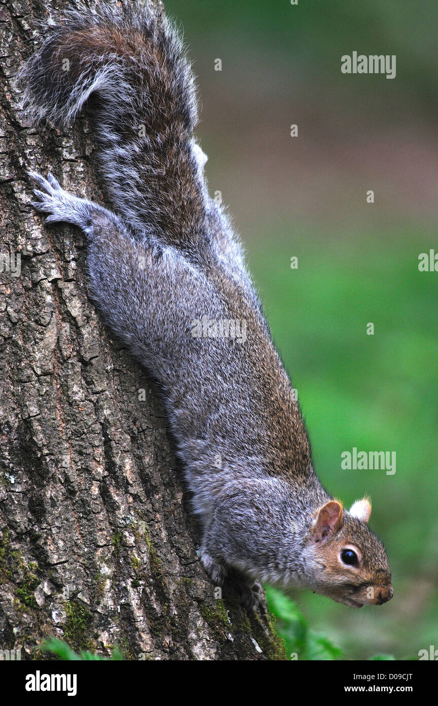 Ein grauen Eichhörnchen einen Baum Kopf herab erste britische Stockfoto
