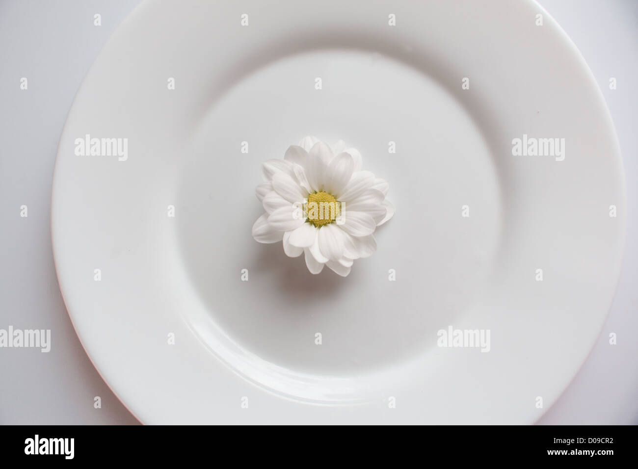 Einzelne Blume auf weißen Teller Stockfoto