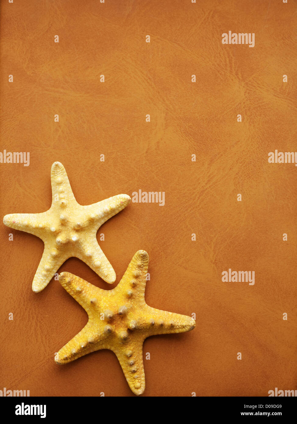 Meer-Rahmen mit Seesternen und leeren Raum Stockfoto