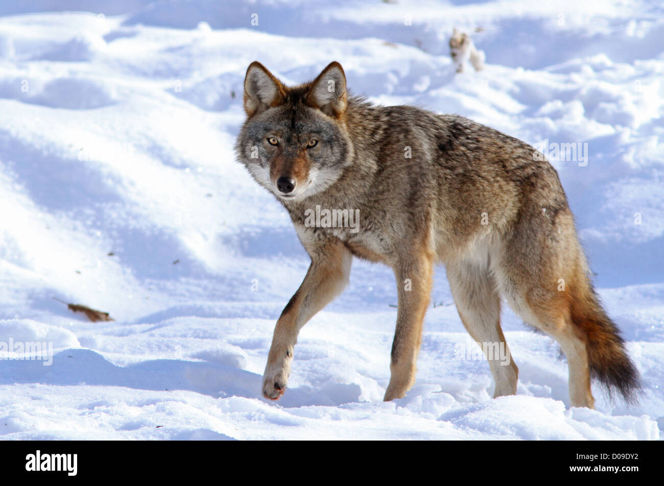 Großen männlichen Kojoten im Winter. Stockfoto