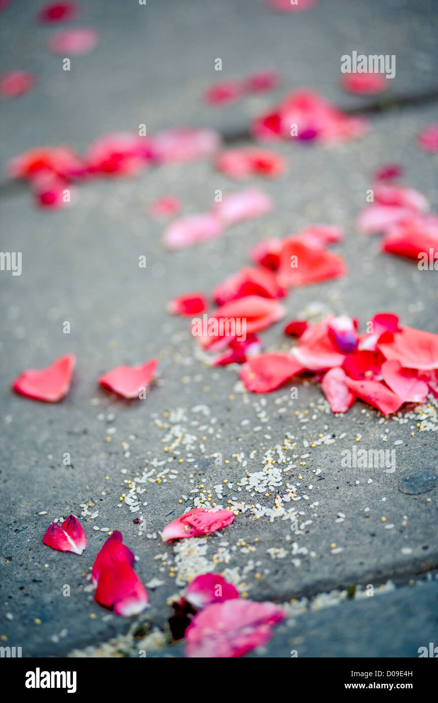 Spärlich rosa Rosenblüten auf Asphalt nach Trauung, vertikales Bild. Stockfoto