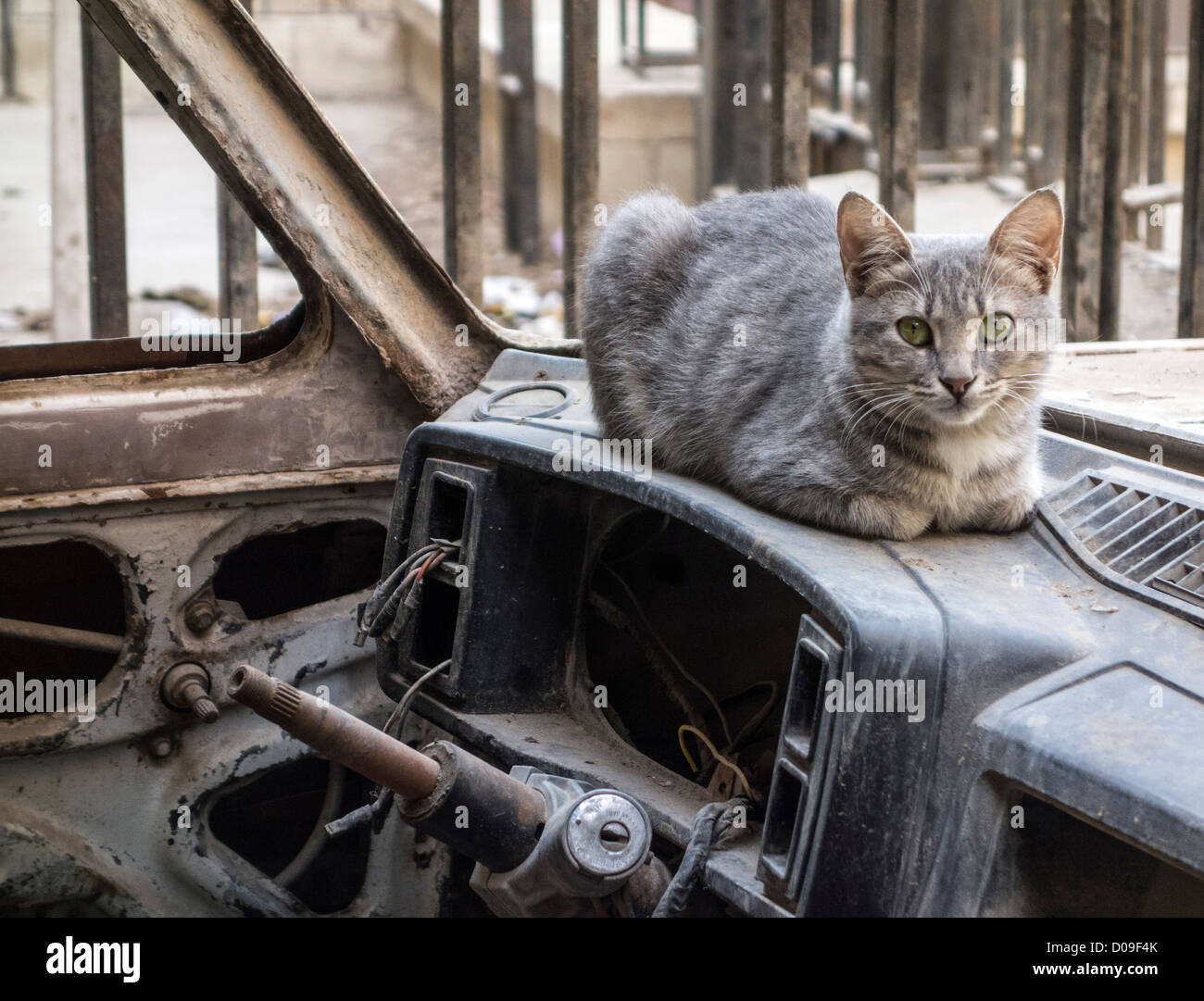 Katze in verlassenen Auto, Alt-Kairo, Ägypten Stockfoto