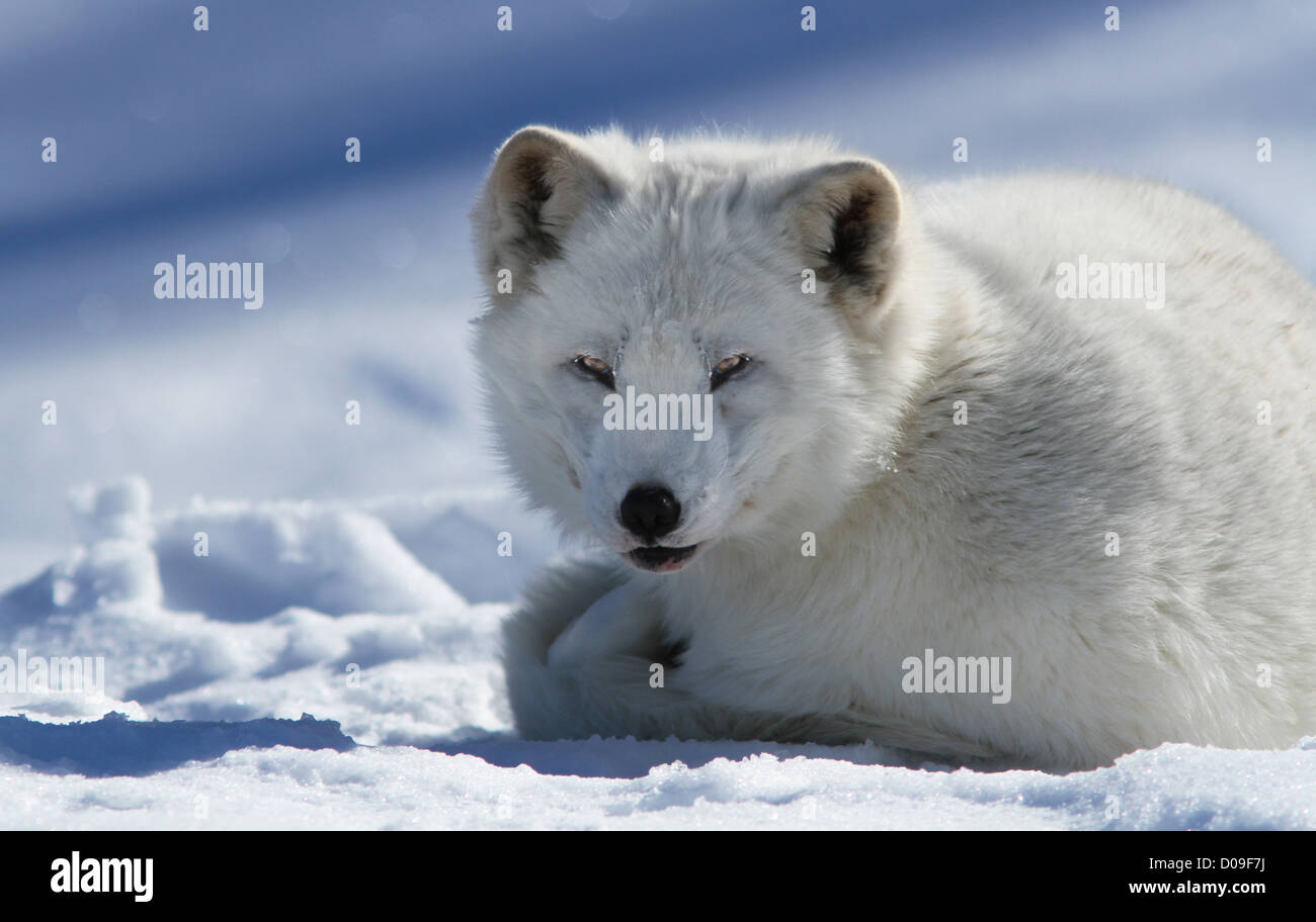 Polarfuchs im winter Stockfoto