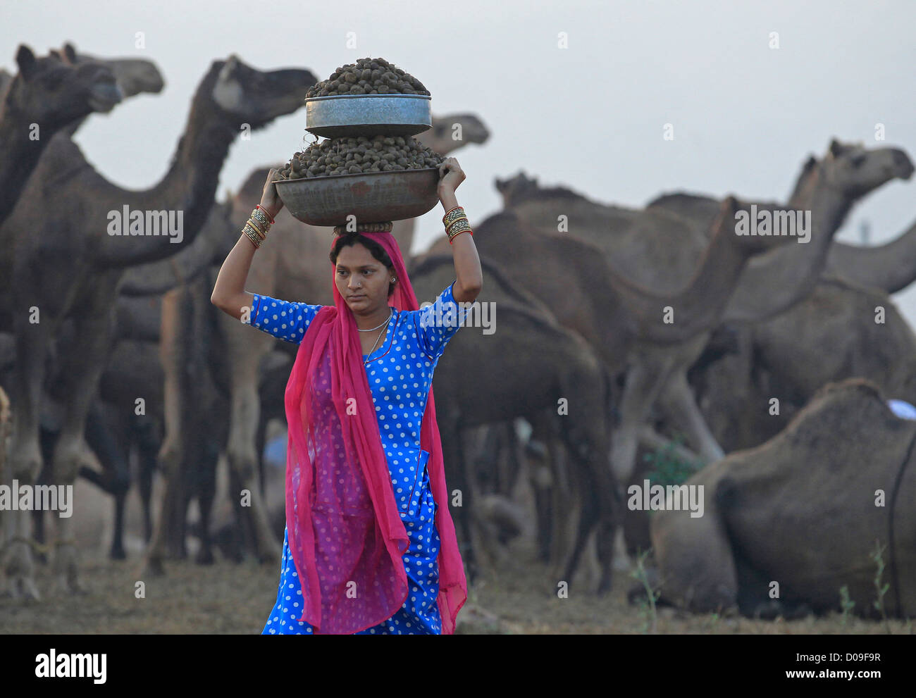 Eine Frau trägt Kamel Dung auf dem Kopf getrocknet und als Brennstoff in Pushkar Camel Fair oder Mela in Rajasthan Indien verbrannt werden. Stockfoto