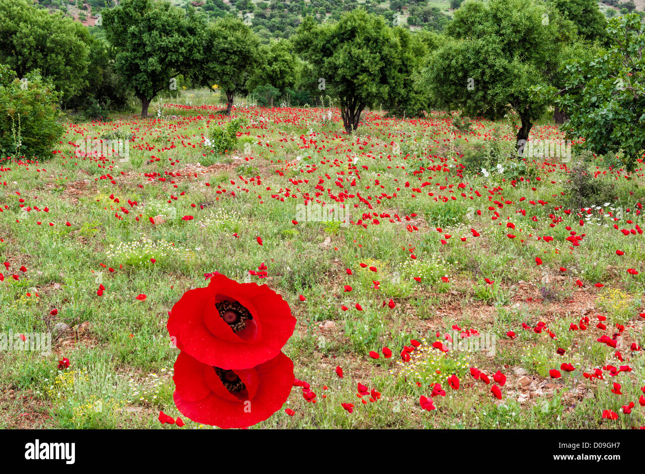 Roter Mohn oder Papaver Rhoeas, Anatolien, Türkei Stockfoto