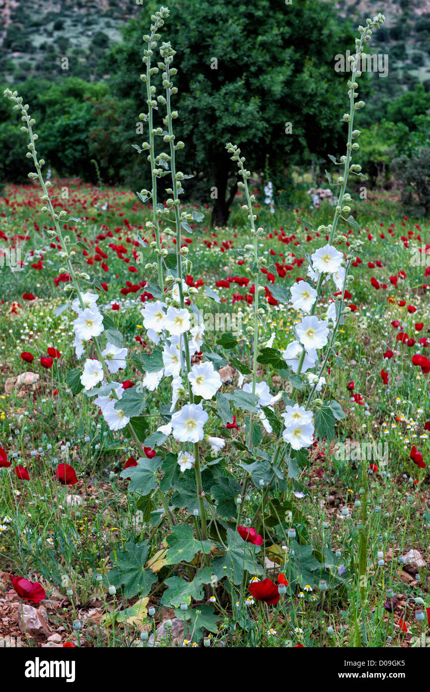 Stockrosen oder Alcea, Anatolien, Türkei Stockfoto