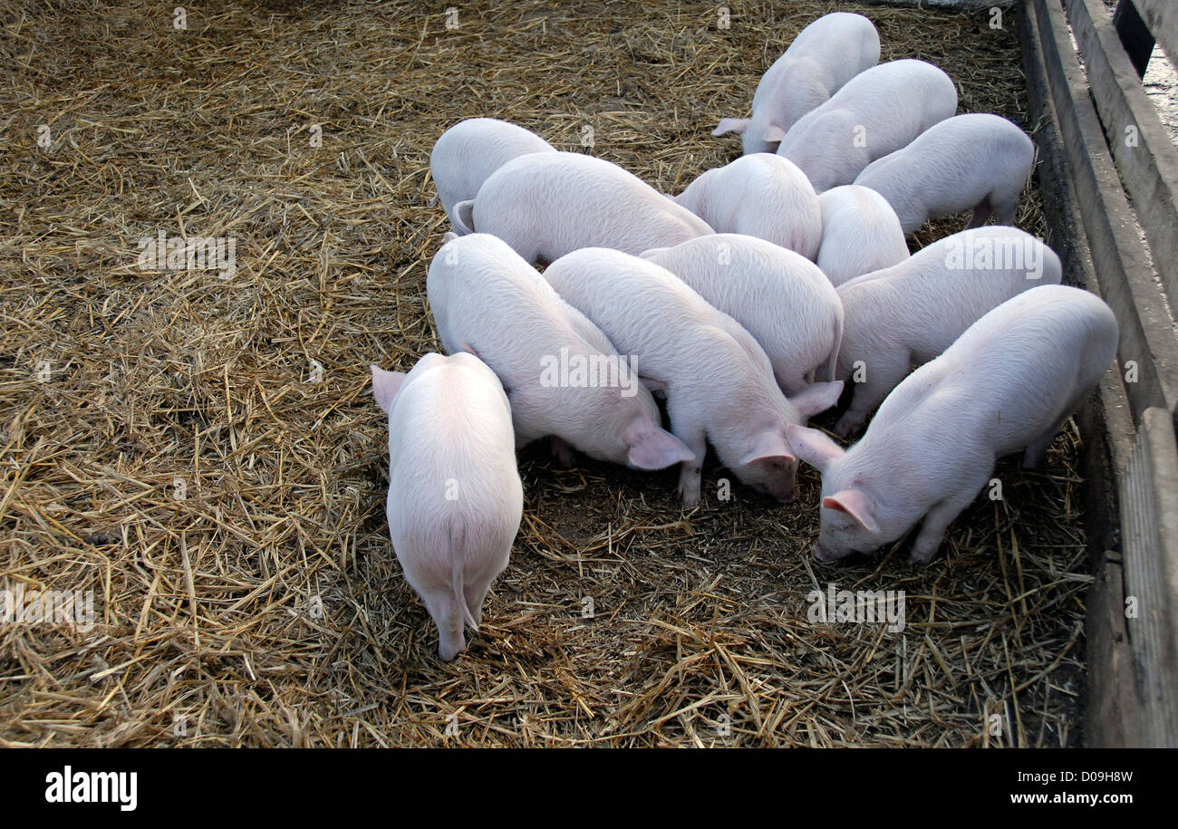 Gruppe von 13 Ferkel, England, UK Stockfoto