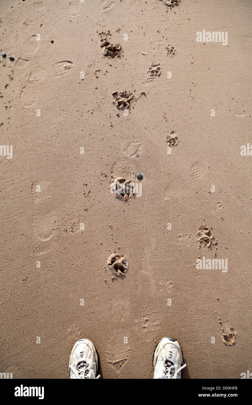 Ein Hund Tatzedrucke sind sichtbar in den Sand. Stockfoto