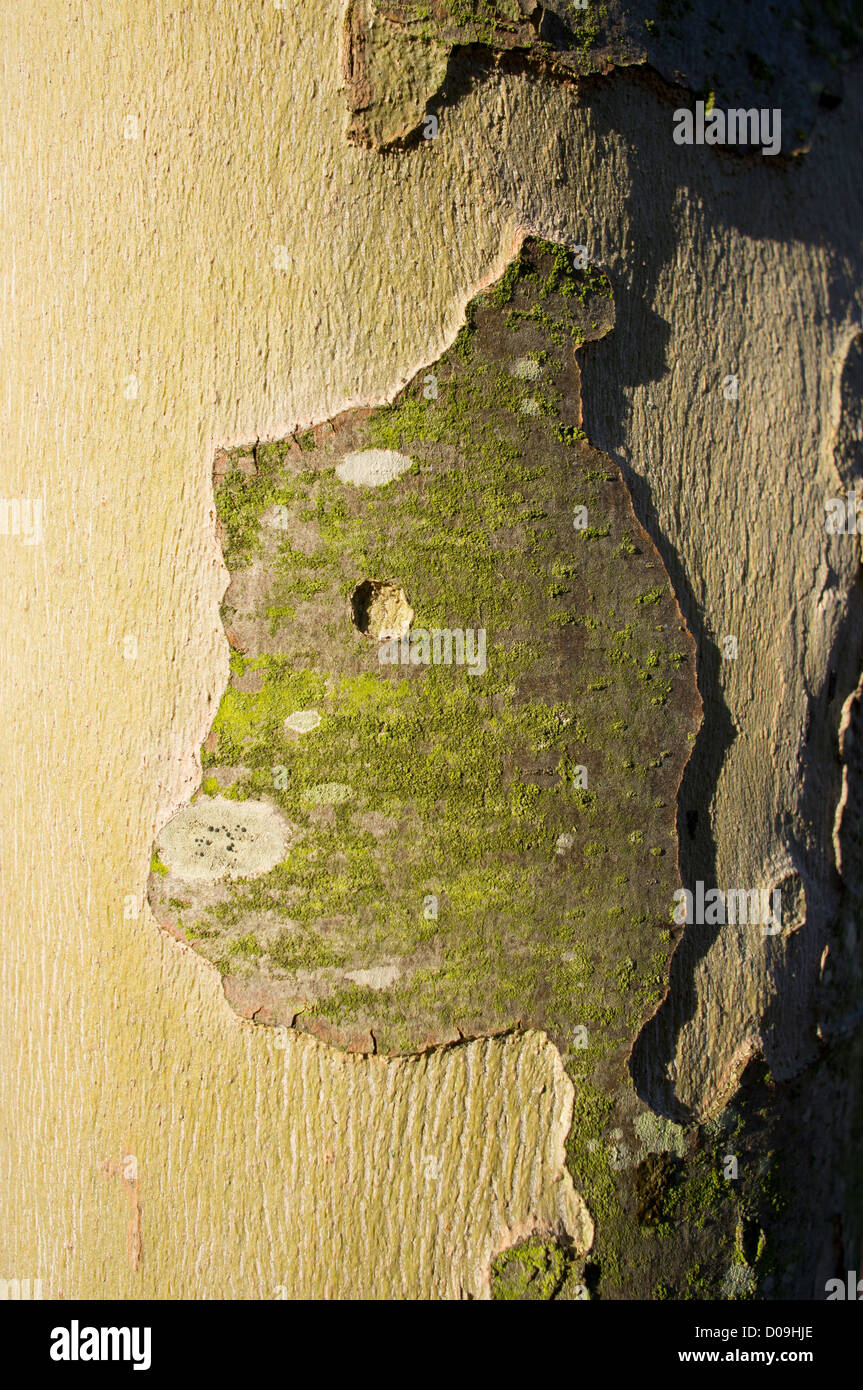 Baumrinde hautnah Stockfoto