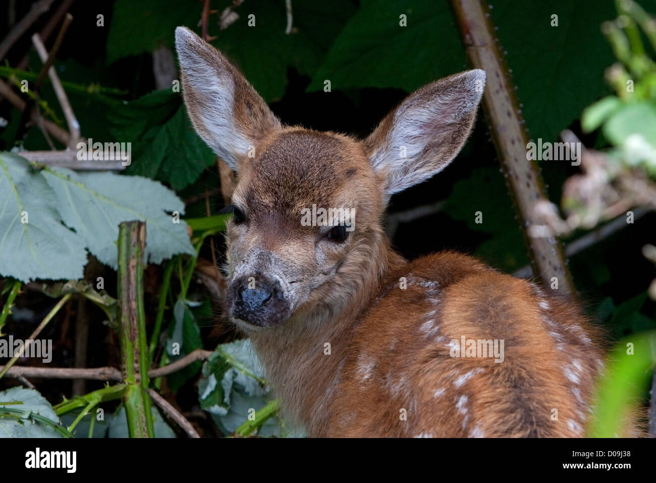 Schwarz - Tailed Hirsche (Odocoileus Hemionus Columbianus) fawn Nahaufnahme in Nanaimo, Vancouver Island, BC, Kanada im Juli Stockfoto