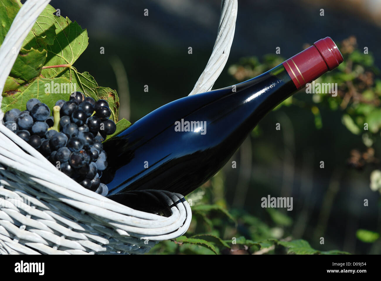 Flasche Rotwein und Trauben in Korb Stockfoto