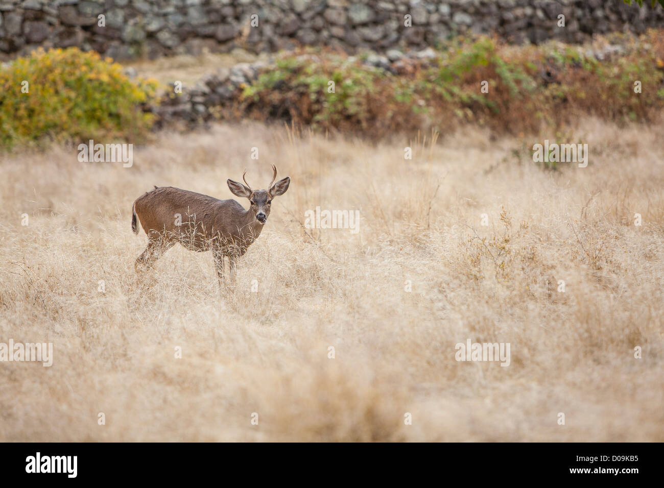 Ein schwarz-angebundene männliche Hirsch steht in der leichte braune trockene Gräser des South Yuba River State Park in Nordkalifornien. Stockfoto