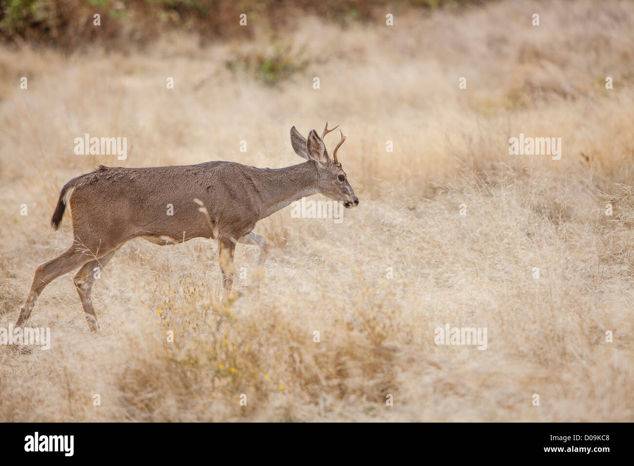 Ein schwarz-angebundene männliche Hirsch steht in der leichte braune trockene Gräser des South Yuba River State Park in Nordkalifornien. Stockfoto