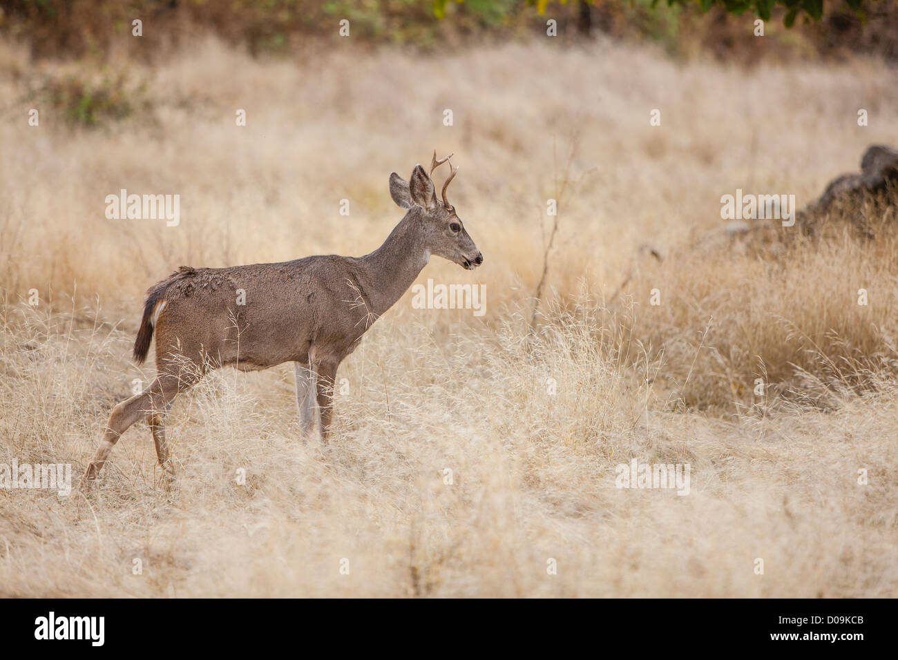 Ein schwarz-angebundene männliche Hirsch steht in der leichte braune trockene Gräser des South Yuba River State Park in Nordkalifornien. Stockfoto