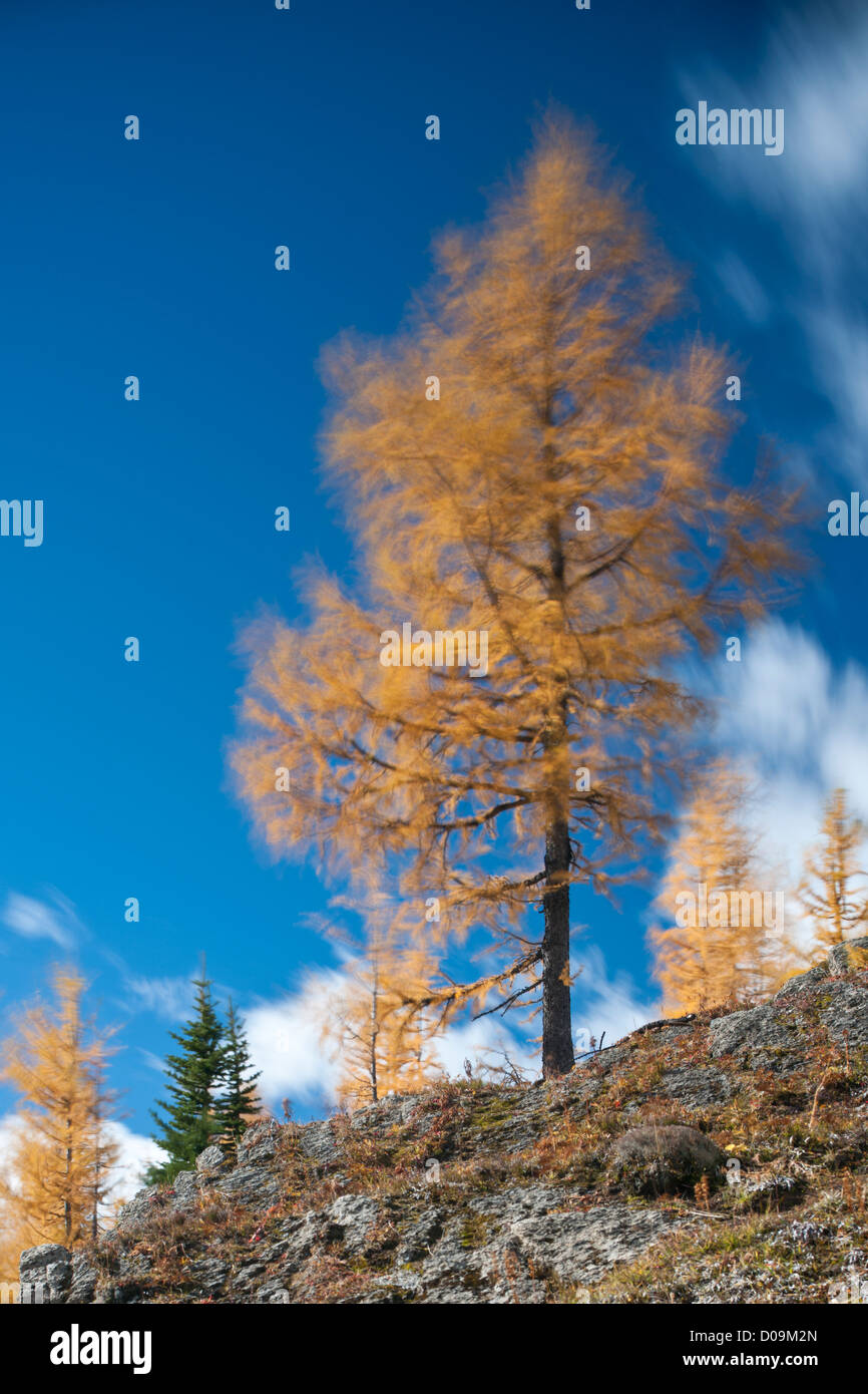 Goldene Lärchen gegenüber Wind. Stockfoto