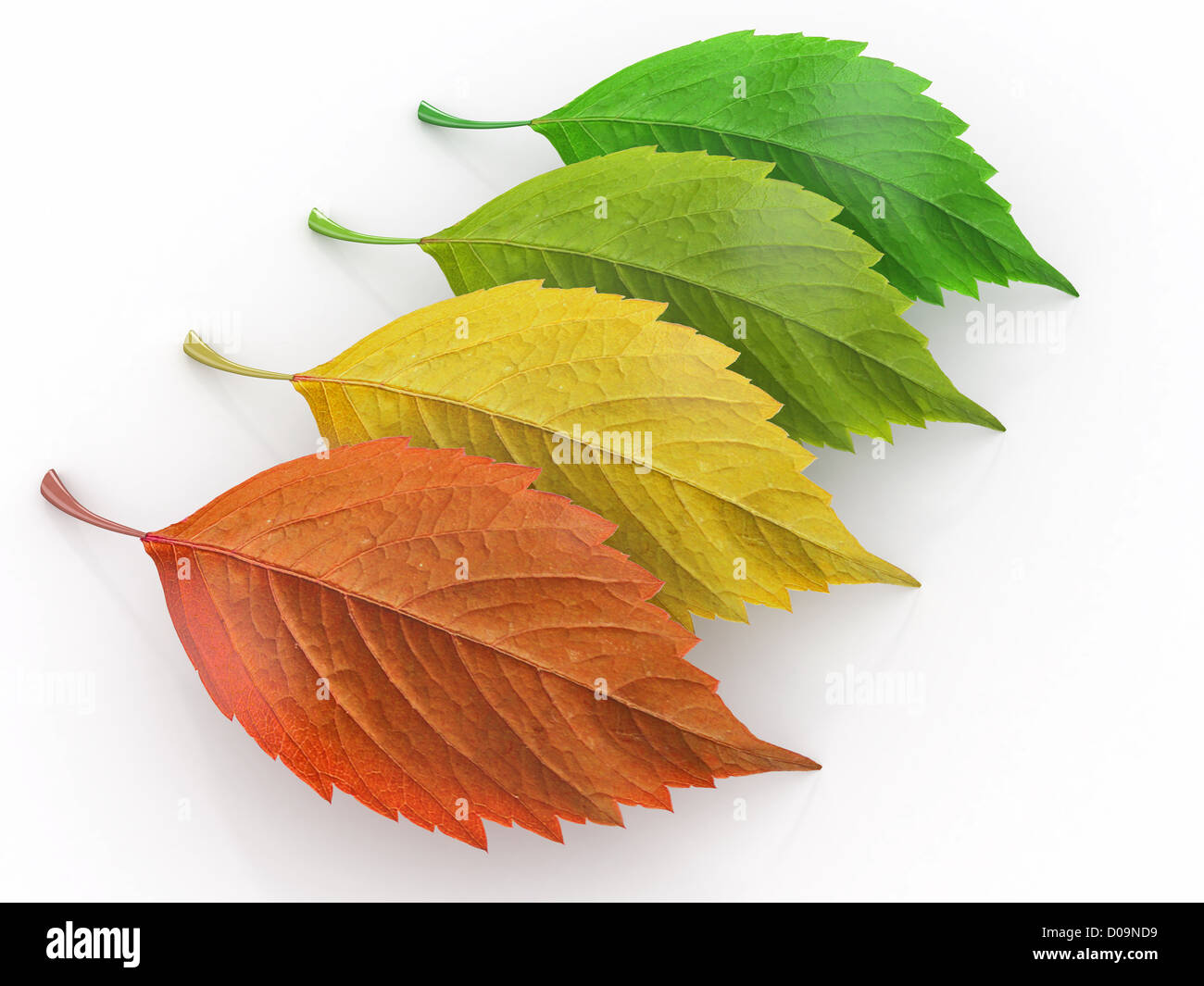 Four Seasons. Grün, rot und Yeloow Blatt. 3D Stockfoto
