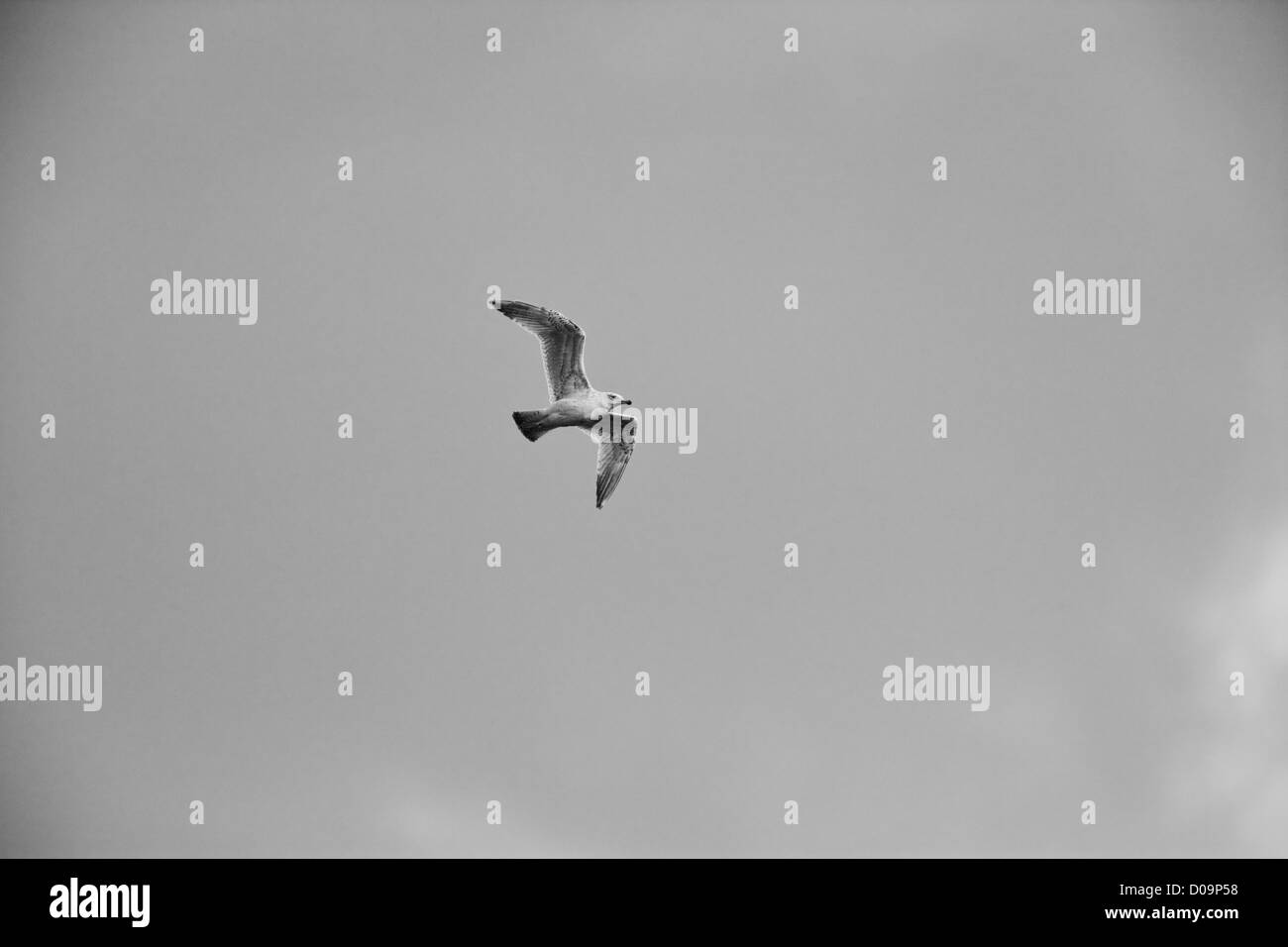 Silbermöwe im Flug Stockfoto