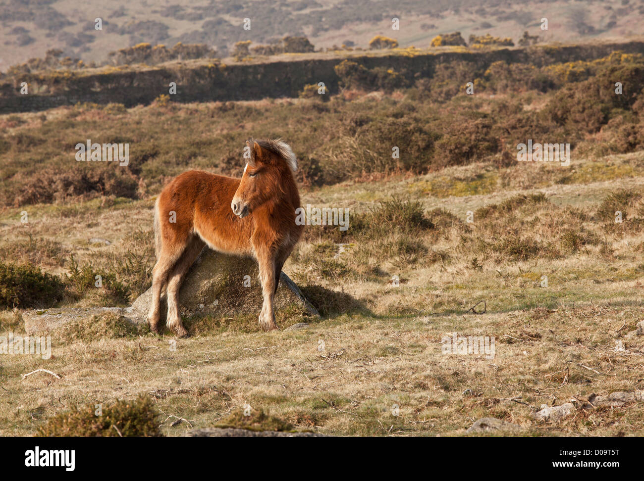 Dartmoor Ponys im Winter im Moor in der Nähe von Dartmoor