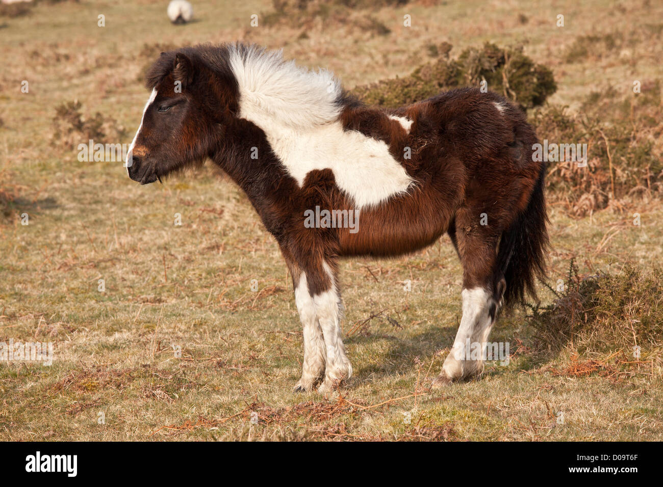 Dartmoor ponies in winter Fotos und Bildmaterial in hoher Auflösung