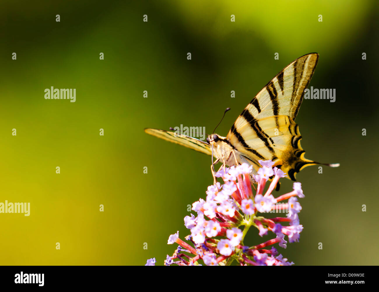 eine Landung auf einer Blume buuterfly Stockfoto