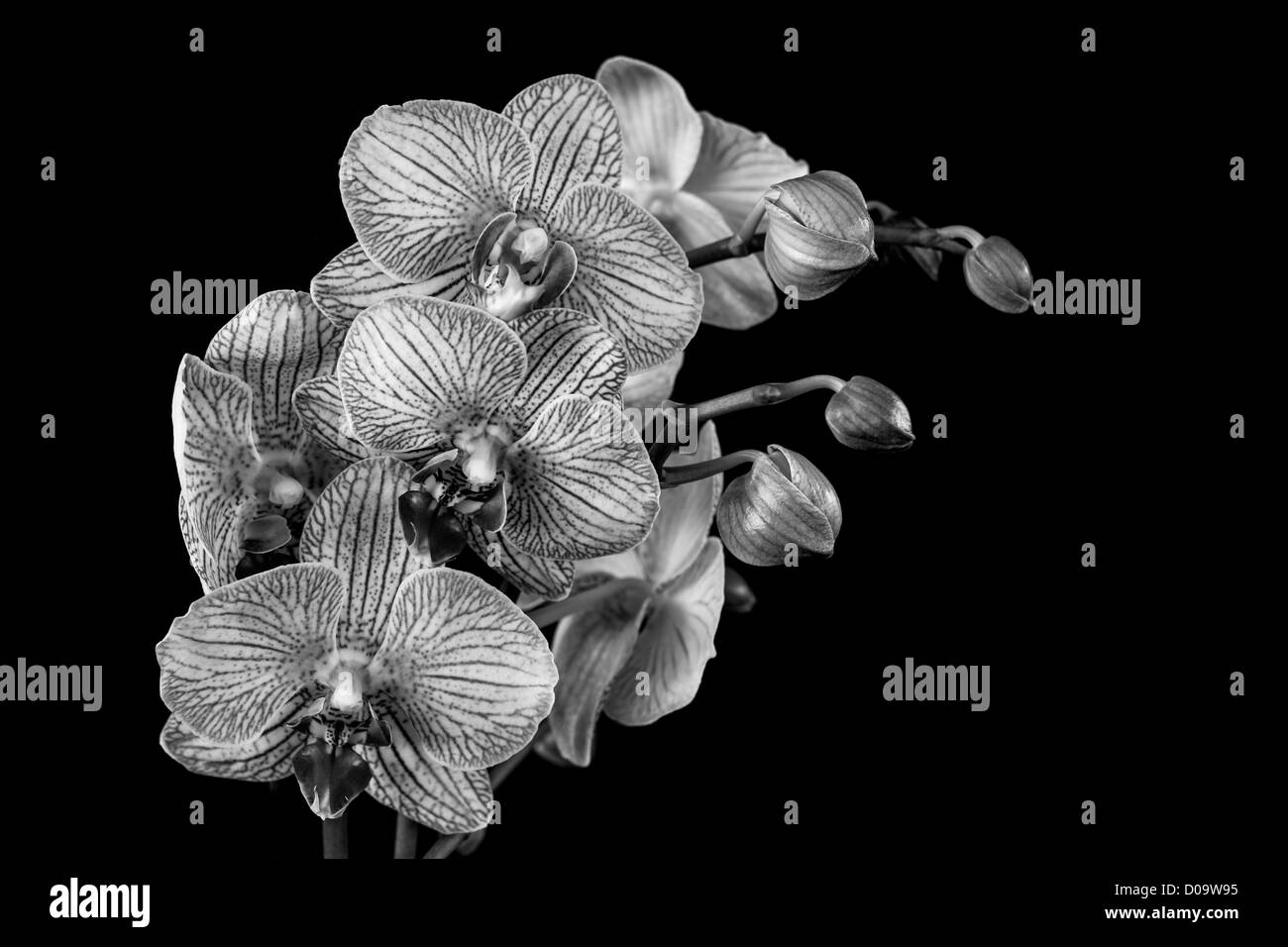 Close Up monochromes Bild einer blühenden Orchidee Pflanze auf einem schwarzen Hintergrund Stockfoto