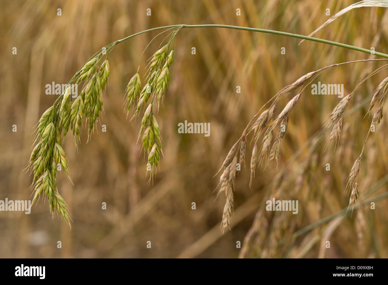 Roggen Brome (Bromus Secalinus) in Maisfeld bei Ranscombe Farm Nature reserve, Kent, England, UK. Seltene Rasen im Königreich. Stockfoto