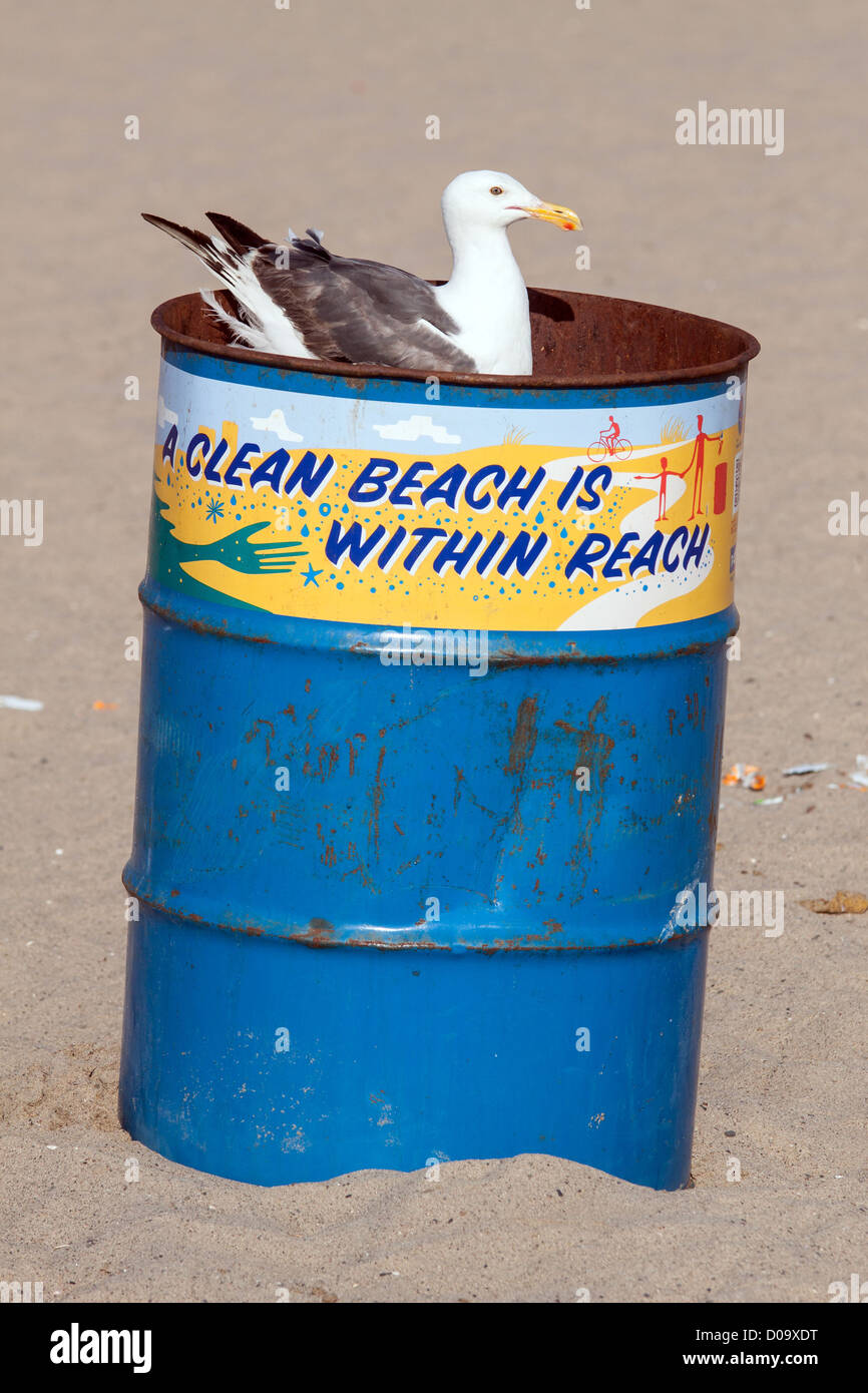 MÖWE AUF DER SUCHE IN EINER MÜLLTONNE AUF DEM STRAND VON SANTA MONICA LOS ANGELES KALIFORNIEN VEREINIGTE STAATEN VEREINIGTE STAATEN Stockfoto