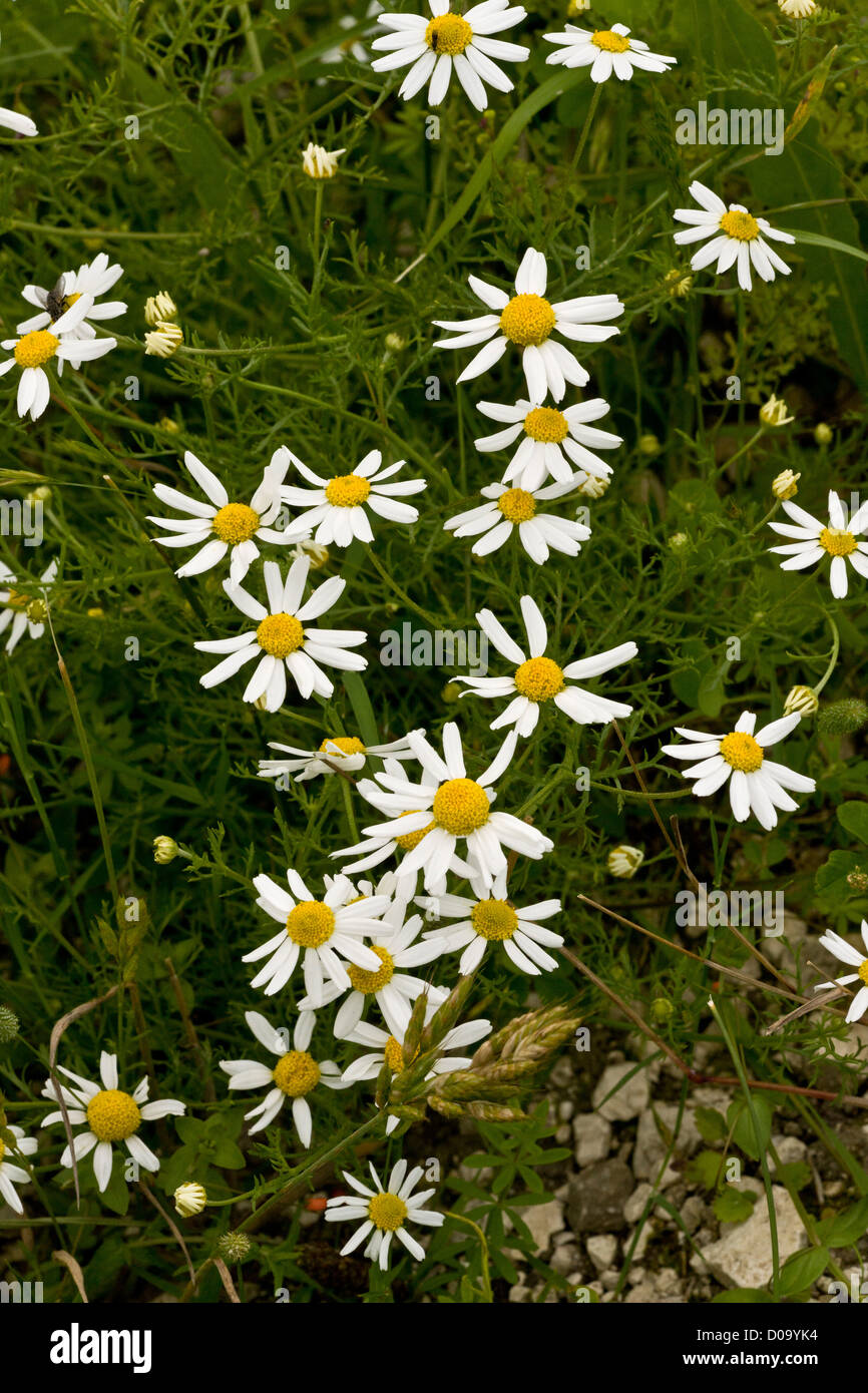 Stinkende Kamille (Anthemis Cotula) bei Ranscombe Farm Nature reserve, Kent, England, UK Stockfoto