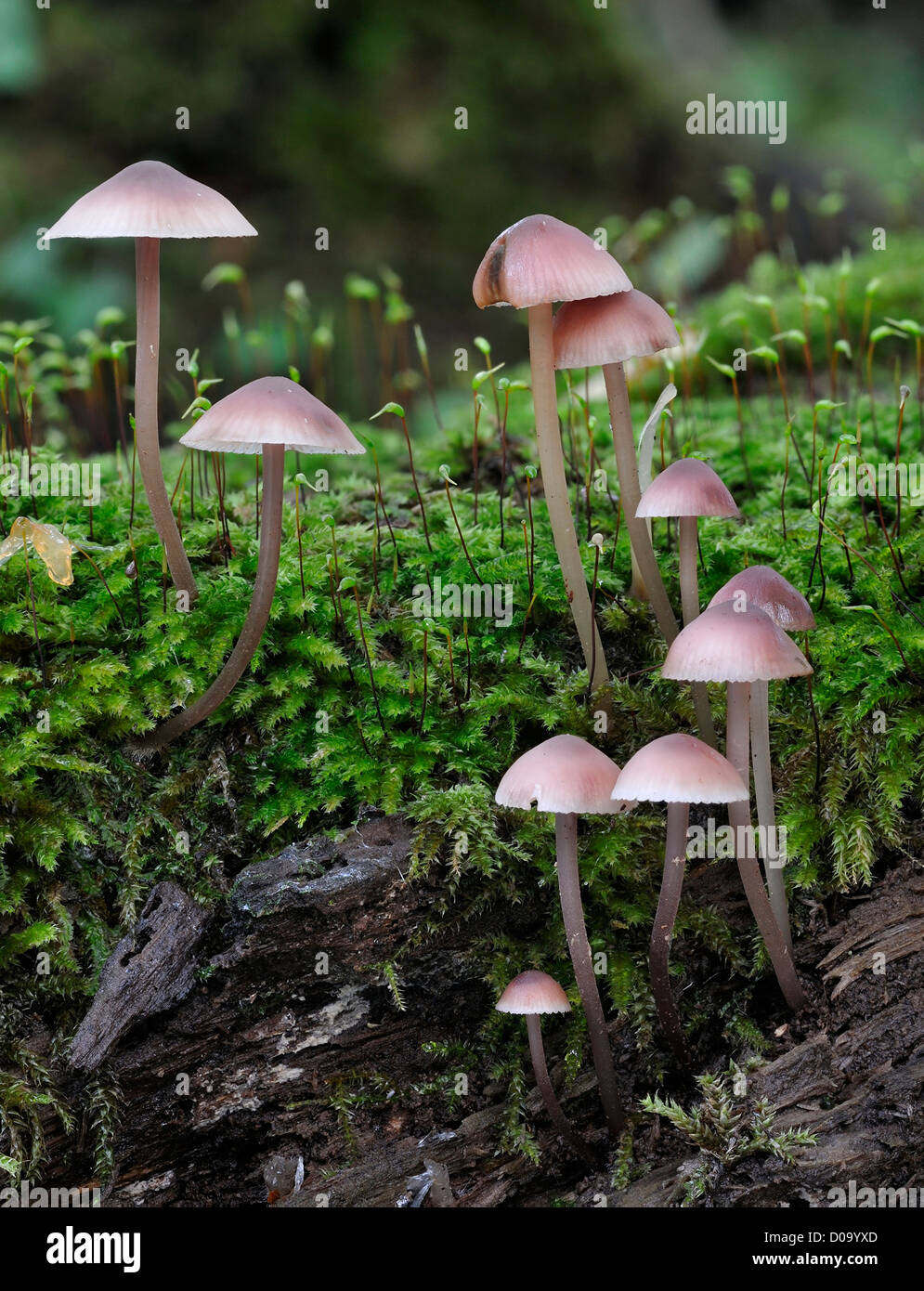 Blutende Mycena oder Burgundydrop Motorhaube Pilze - Mycena Haematopus auf Moos bedeckt log Stockfoto