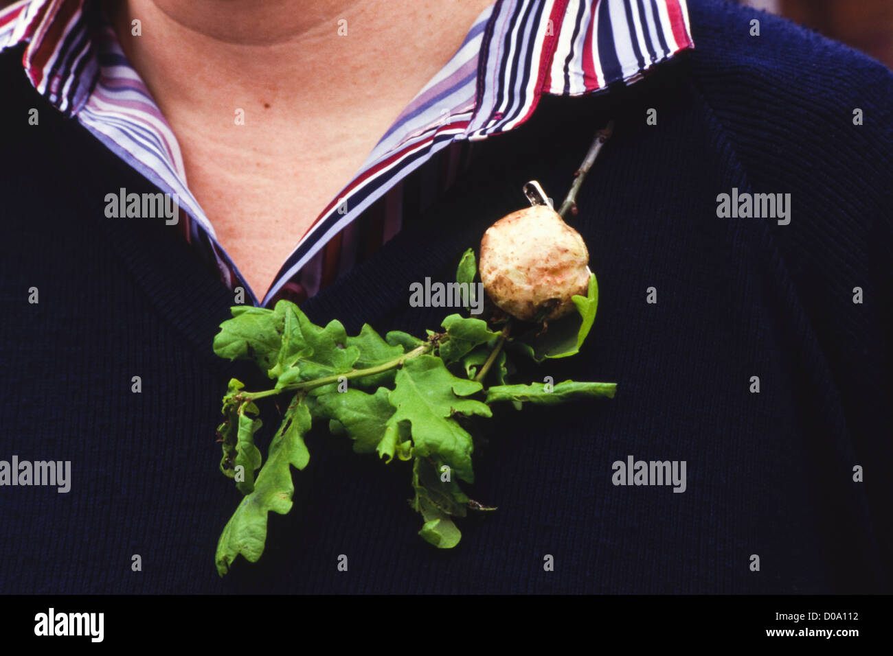 326th Oak Apple Day gefeiert wird in der kleinen Stadt von Upton-auf-Severn Worcestershire England UK Frau mit Eiche Zweig Stockfoto